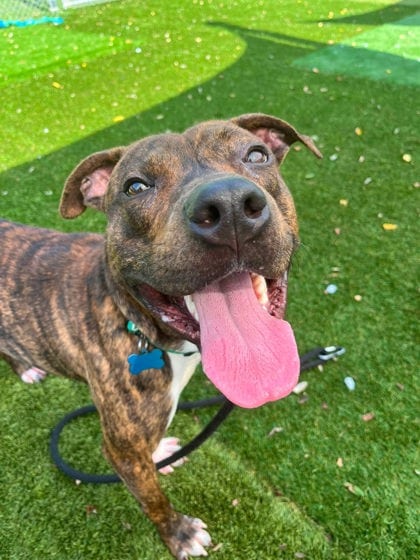 Photo of Nova Scotia, adoptable dog in Baltimore, Maryland