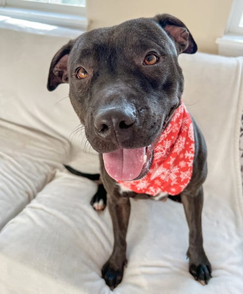 Photo of Paris Bagel Momma, adoptable American Pit Bull Terrier in Rockaway, New Jersey