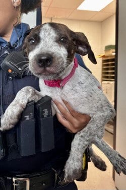 Photo of Grooming Room Penny, adoptable Pointer in Glen Allen, Virginia