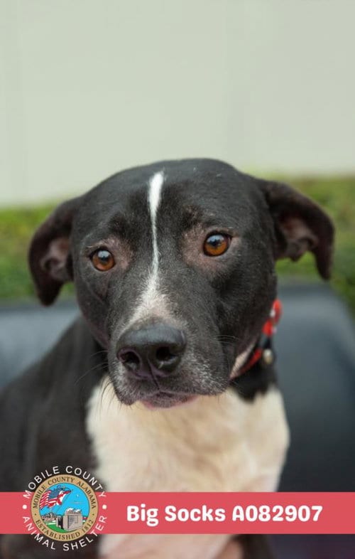 Photo of Big Socks, adoptable Labrador Retriever in Mobile, Alabama