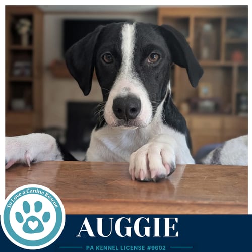 Photo of Auggie 100326, adoptable Border Collie in Kimberton, Pennsylvania