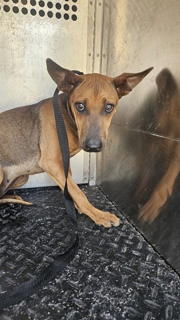 Photo of A781099, adoptable Rhodesian Ridgeback in Rancho Cucamonga, California