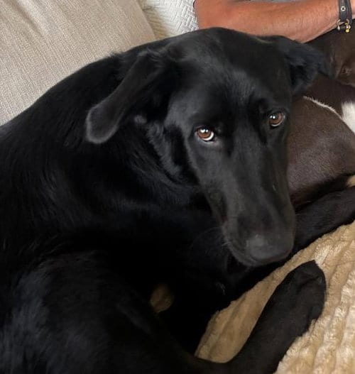 Photo of Dorothy, adoptable Black Labrador Retriever in Wakefield, Rhode Island