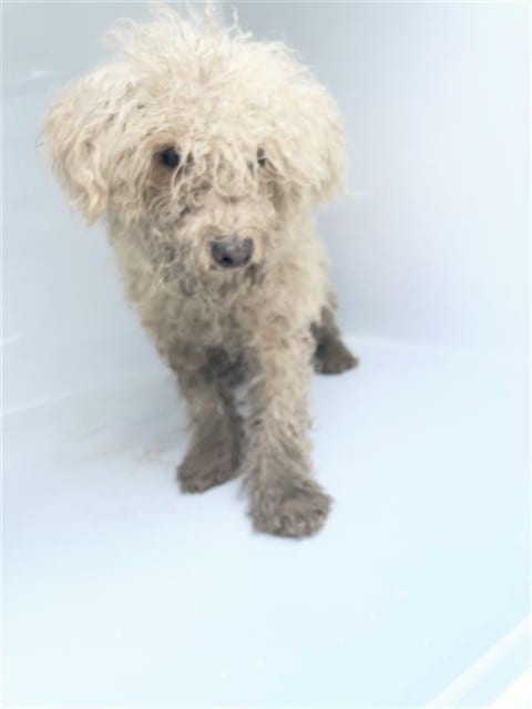 Photo of Senior Poodle - Miniature mix, adoptable Poodle - Miniature mix in Houston, Texas