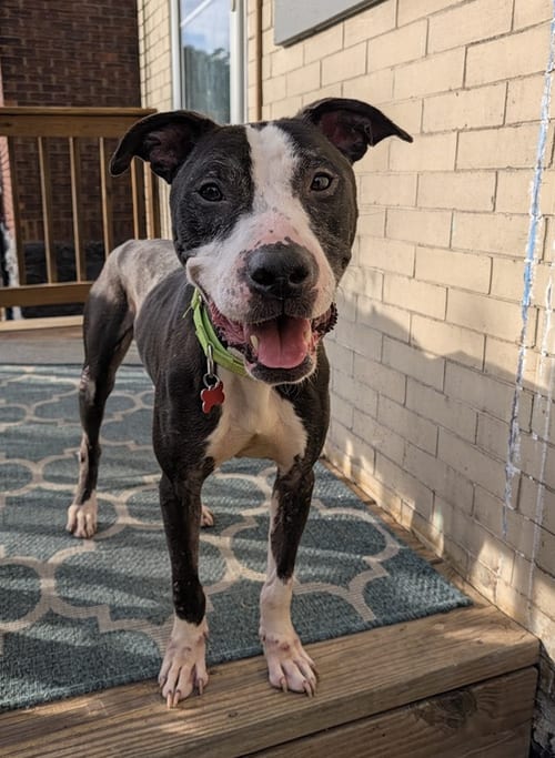 Photo of Simon, adoptable Terrier in Springdale, Pennsylvania