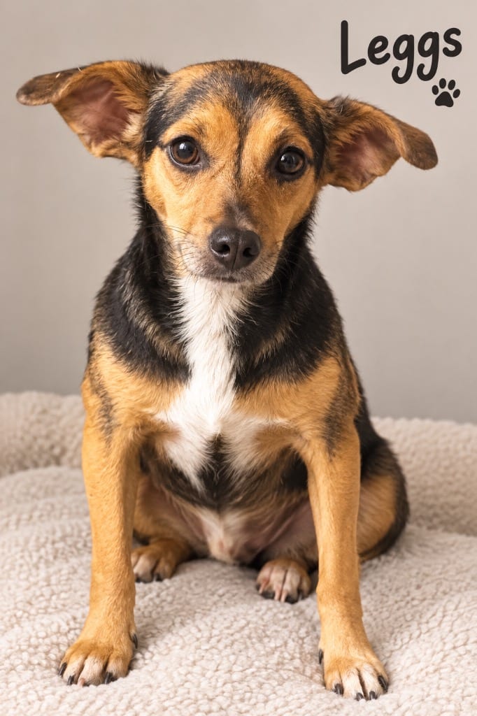 Photo of Leggs, adoptable Chihuahua in Crossville, Tennessee