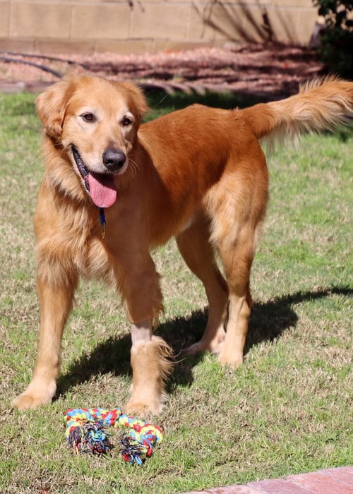 Photo of Chucky, adoptable Golden Retriever in Glendale, Arizona