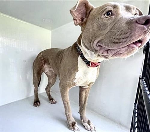 Photo of Miss Texas, adoptable Pit Bull Terrier in Houston, Texas