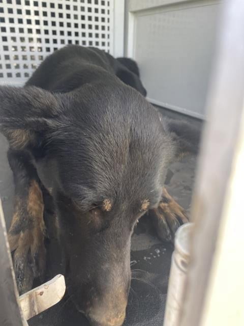 Photo of Sophie, adoptable German Shepherd Dog in Riverside, California