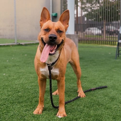 Photo of Bacon, adoptable German Shepherd Dog in Los Angeles, California