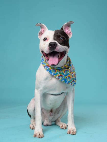 Photo of Nugget, adoptable dog in Atlanta, Georgia