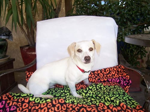 Photo of Sophie, adoptable Chihuahua in Sacramento, California