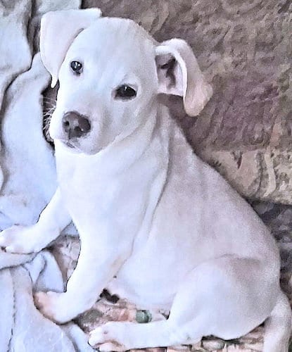 Photo of Snowbaby, adoptable Labrador Retriever in Rutherfordton, North Carolina