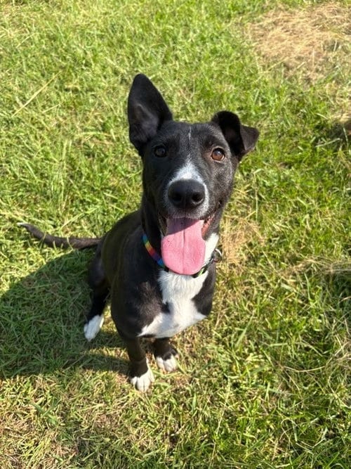 Photo of Lori, adoptable Labrador Retriever in Bryant, Arkansas