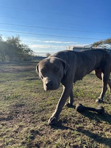 Photo of Carmen, adoptable American Pit Bull Terrier in Kempner, Texas