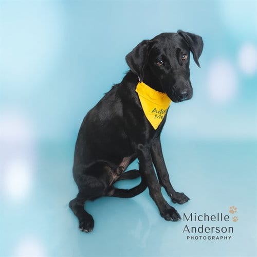 Photo of Binx, adoptable Labrador Retriever in Corona, California