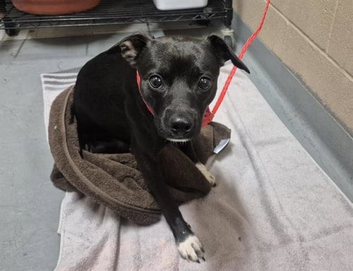 Photo of Hippo, adoptable Chihuahua in Tacoma, Washington