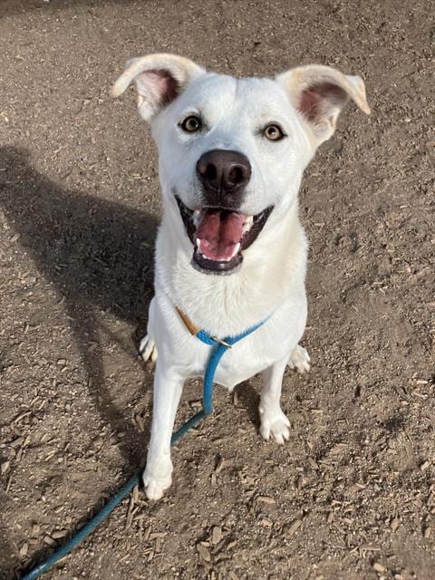Photo of Cooper, adoptable Labrador Retriever in Albuquerque, New Mexico