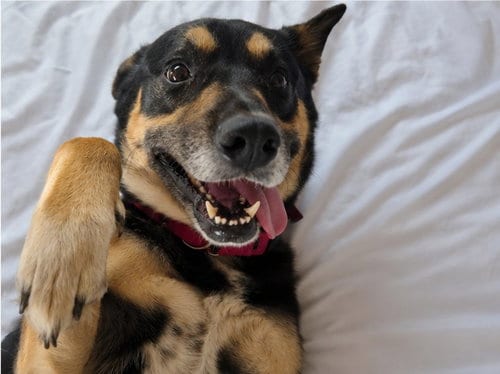 Photo of Quazi, adoptable German Shepherd Dog in Las Vegas, Nevada