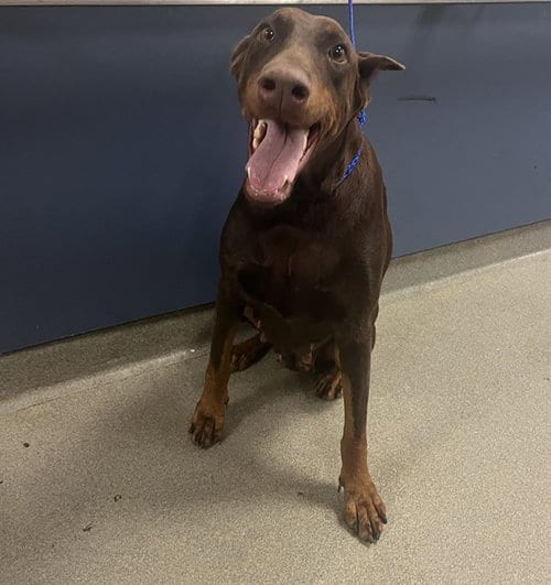 Photo of Daisy, adoptable Doberman Pinscher in Miami, Florida