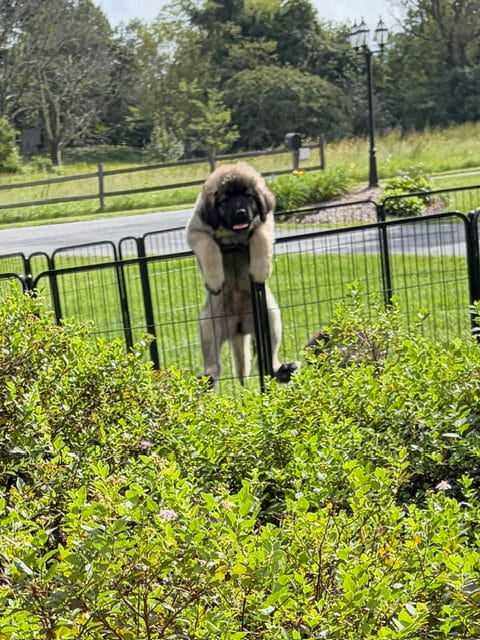 Photo of Cosmo, adoptable Caucasian Sheepdog (Caucasian Ovtcharka) in Chambersburg, Pennsylvania