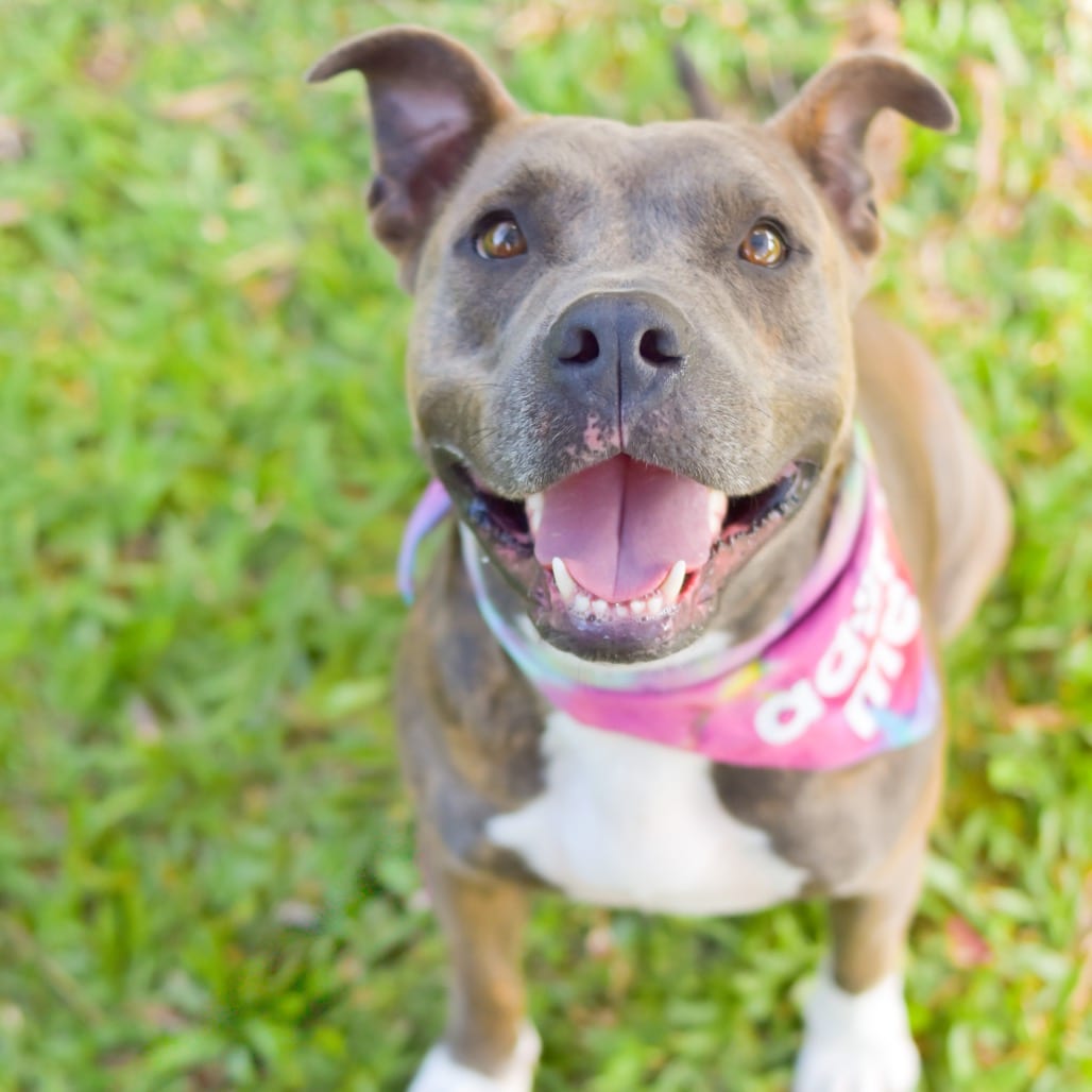 Photo of Callie, adoptable Mixed Breed (Medium)