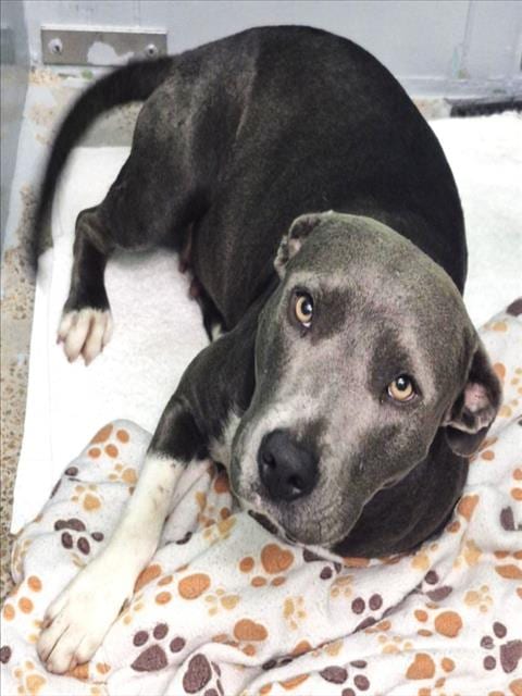 Photo of Montana, adoptable Staffordshire Bull Terrier mix in Houston, Texas
