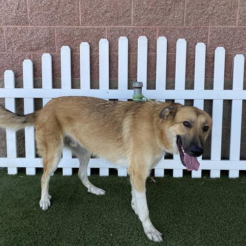 Photo of Samson, adoptable German Shepherd Dog in Modesto, California