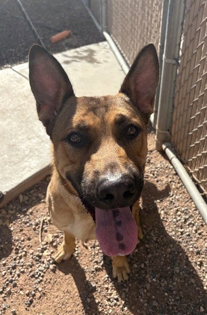 Photo of Dutch, adoptable German Shepherd Dog in Phoenix, Arizona