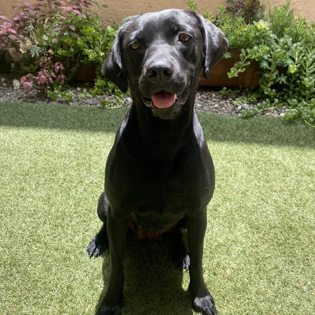 Photo of Millie, adoptable Retriever, Black Labrador / Mixed Breed (Medium) in Bend, Oregon