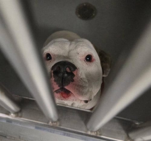 Photo of A171223, adoptable Pit Bull Terrier in Bakersfield, California