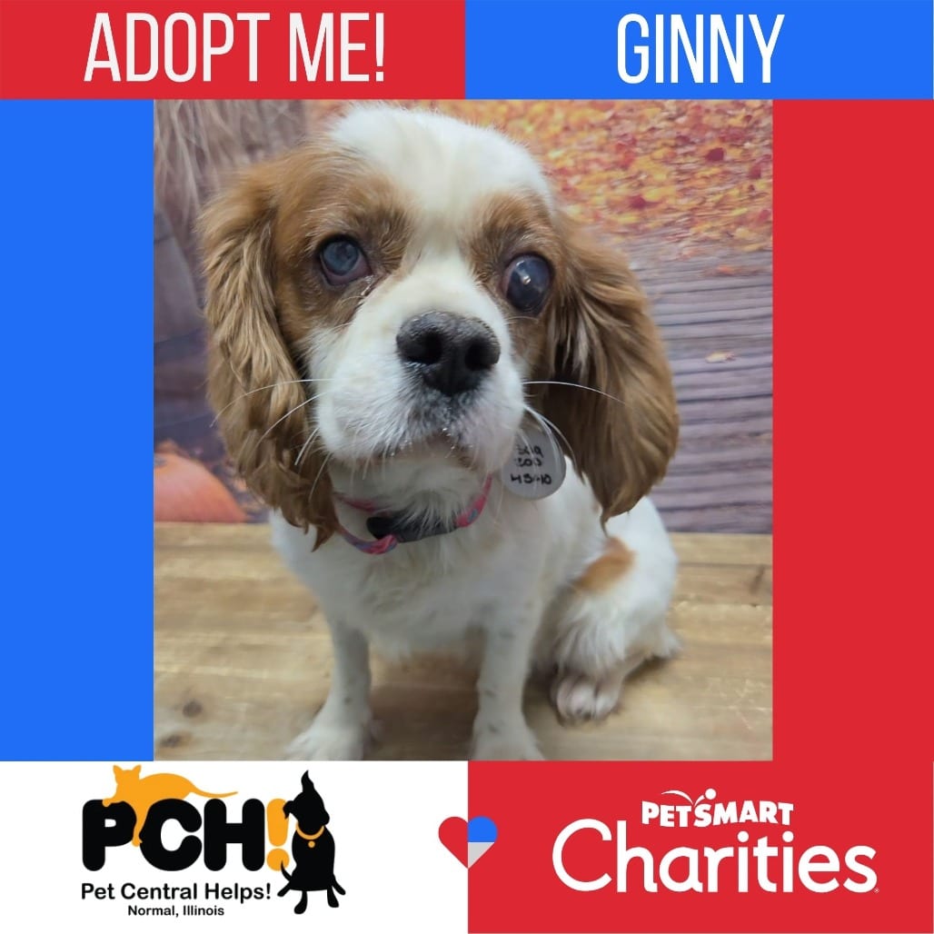 Photo of Ginny, adoptable Spaniel, Cavalier King Charles in Normal, Illinois