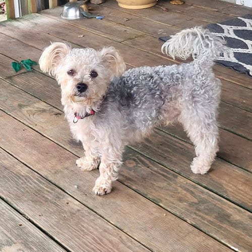 Photo of Paxton, adoptable Maltese in Alexandria, Kentucky