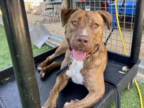 Photo of Santa, adoptable Pit Bull Terrier in Van Nuys, California