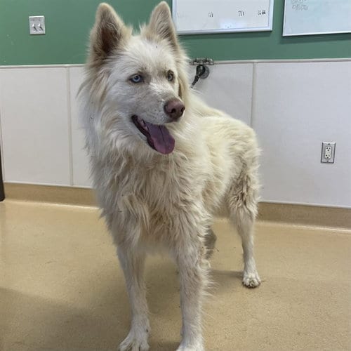 Photo of Lumi, adoptable Siberian Husky in Placerville, California