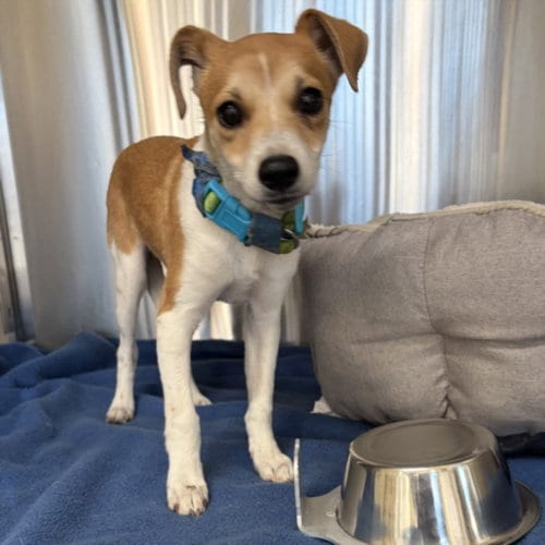 Photo of Lyric, adoptable Jack Russell Terrier (Parson Russell Terrier) in Derwood, Maryland