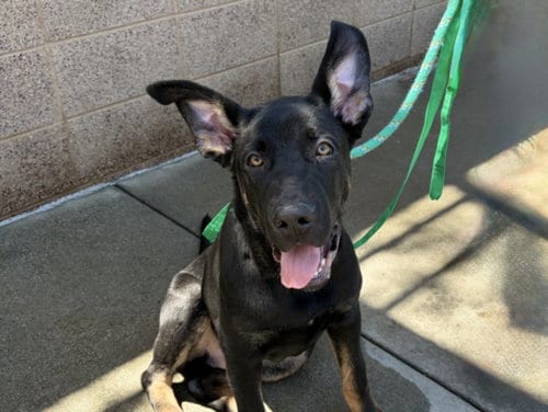 Photo of Siete, adoptable German Shepherd Dog in San Pedro, California