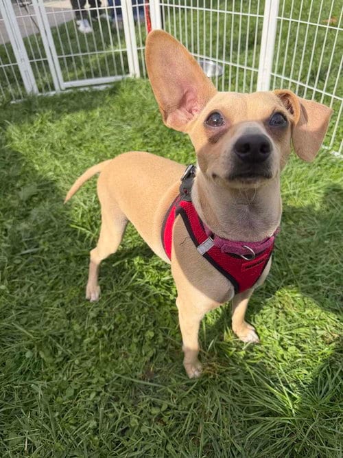Photo of Mason (GA), adoptable Chihuahua in New York, New York