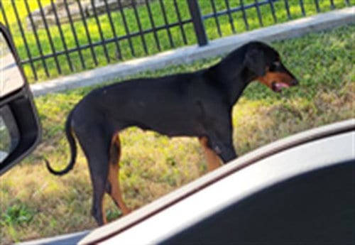 Photo of A829937, adoptable Doberman Pinscher in San Antonio, Texas