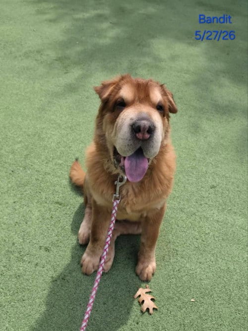 Photo of Bandit (aka Theodore), adoptable Chinese Shar-Pei in Tucson, Arizona