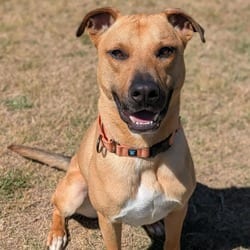 Photo of Rover, adoptable Black Mouth Cur in Chattanooga, Tennessee