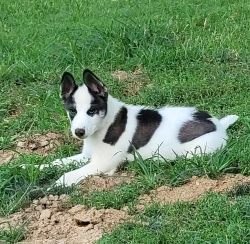 Photo of Gilbert, adoptable Siberian Husky in St. Louis, Missouri