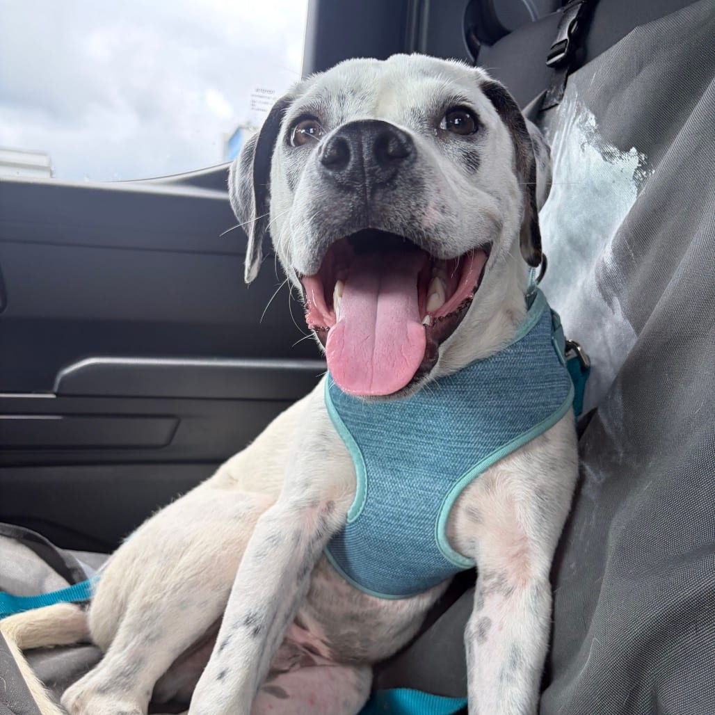 Photo of Ryland @ Foster, adoptable Mixed Breed (Medium) in Summerville, South Carolina