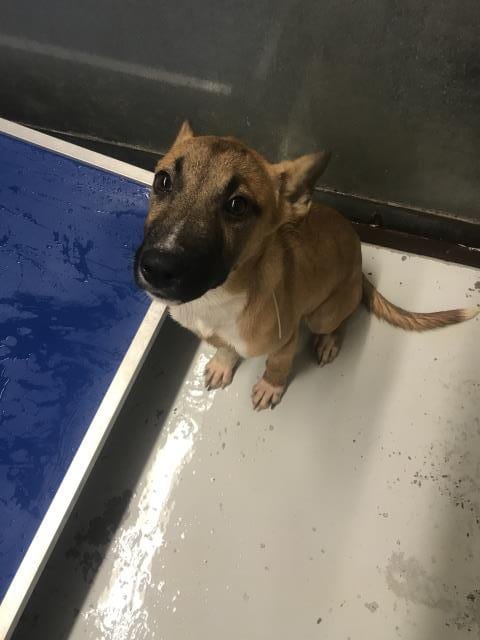 Photo of Apple, adoptable Belgian Shepherd Malinois in Conroe, Texas