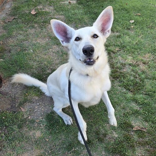 Photo of Belle Star, adoptable Siberian Husky in Long Beach, California