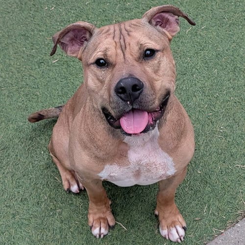 Photo of Bear in The Woodlands TX, adoptable Bulldog in Richmond, Virginia