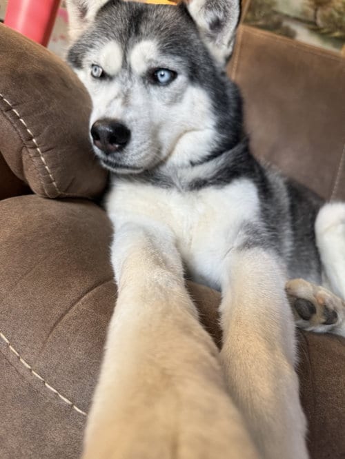Photo of Neo, adoptable Siberian Husky in Roswell, Georgia