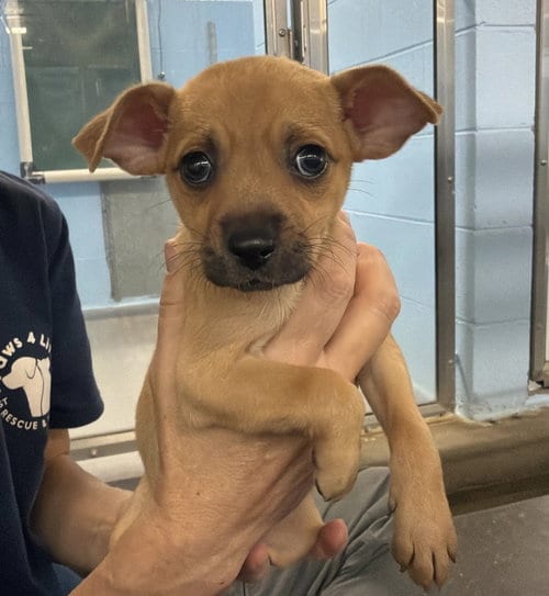 Photo of Penelope, adoptable Chihuahua in Sedalia, Colorado