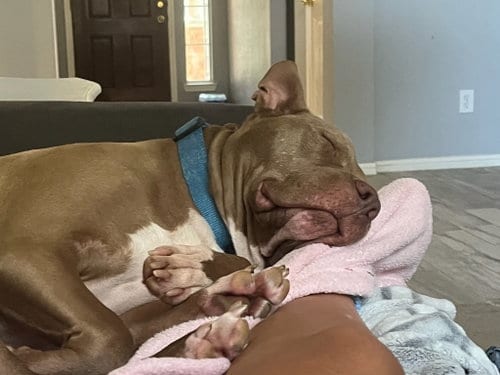 Photo of Chester, adoptable American Staffordshire Terrier in Rosenberg, Texas