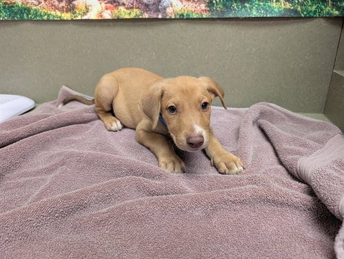 Photo of A554079, adoptable Labrador Retriever in Moreno Valley, California